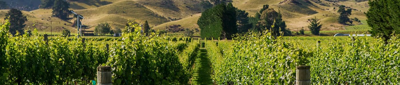 Findlater & Co. Wine Producers