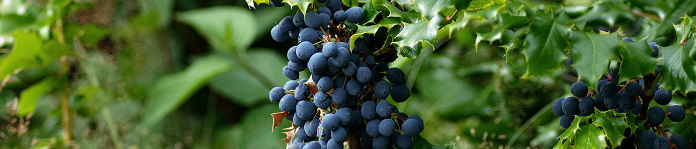 bunches of grapes growing on the vine