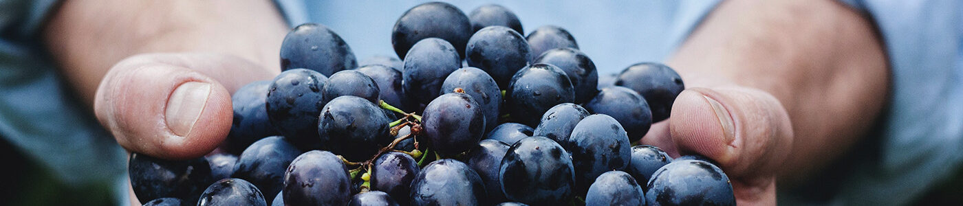 bunches of grapes