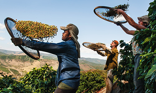 coffee harvesting