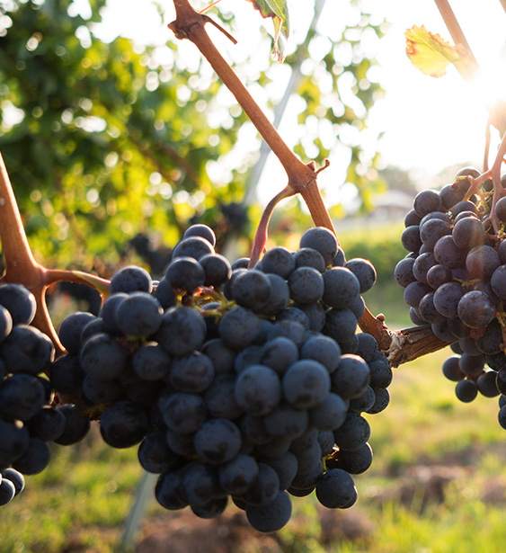 Findlater Wine grapes growing