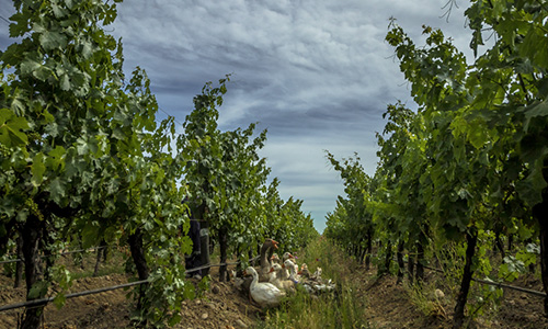 Findlater Wine Sustainability