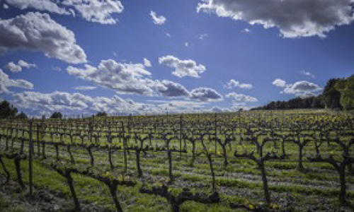 Give Wine a Future Vineyard